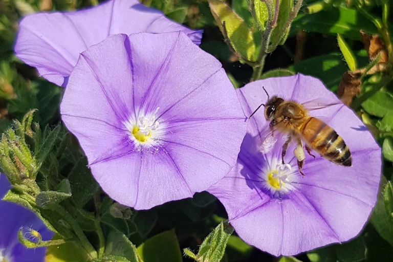 Honeybee on purple flower
