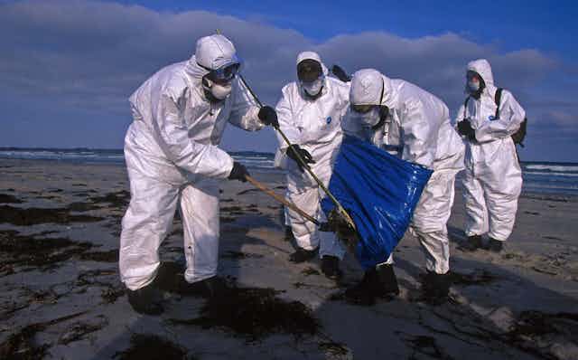 Epidemiologists in protective suits collecting a dead bird from the sea beach in the course of the spreading of the bird flu, Germany.