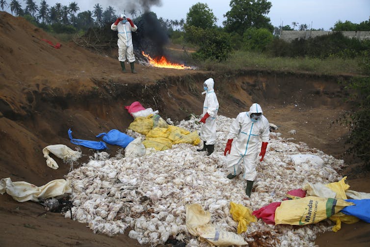 Αξιωματούχοι στην Ακτή Ελεφαντοστού καίνε σφαγμένα πουλερικά αφού εντόπισαν γρίπη των πτηνών στην πόλη Bassam.