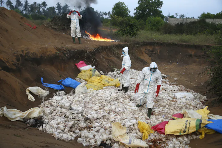 Officials in the Ivory Coast burn slaughtered poultry after finding avian influenza in the city of Bassam.