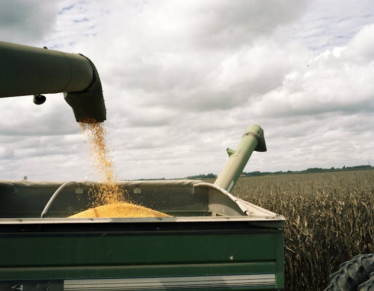 Corn kernels pour into a bin.