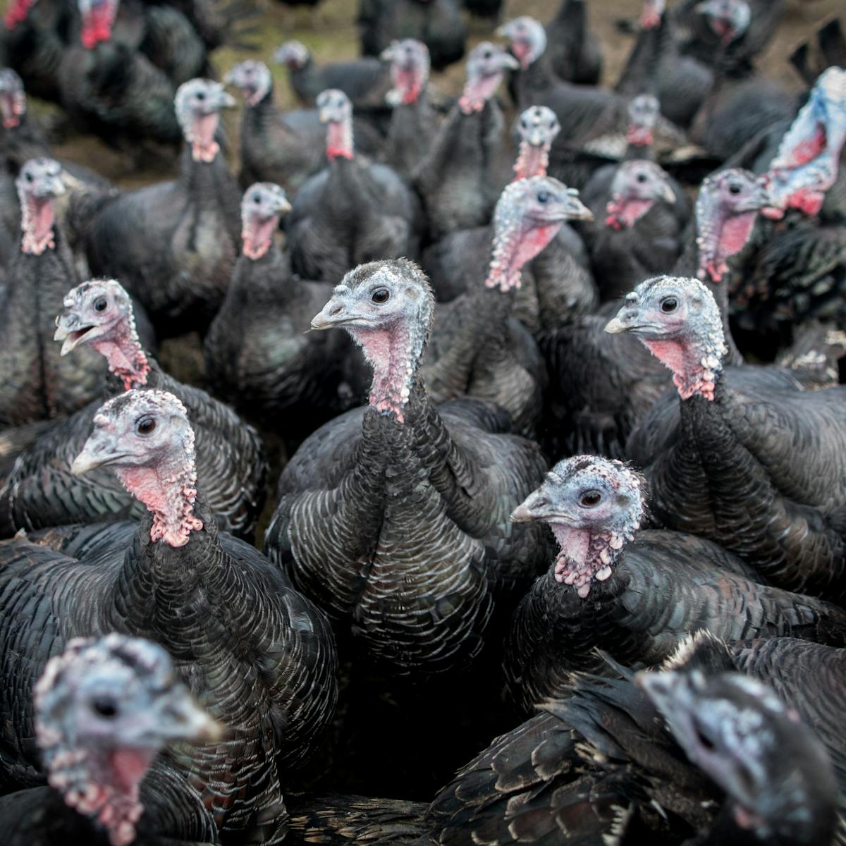 Talking Turkey How The Thanksgiving Bird Got Its Name And Then Lent It To Film Flops