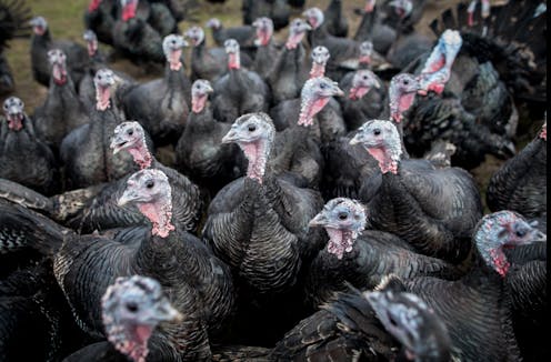 Talking turkey! How the Thanksgiving bird got its name (and then lent it to film flops)