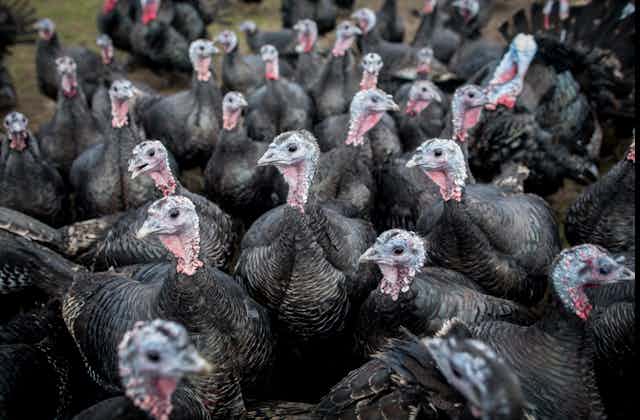 A group of turkeys mingle.