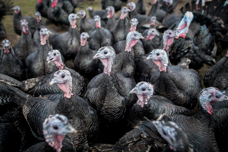 A group of turkeys mingle.