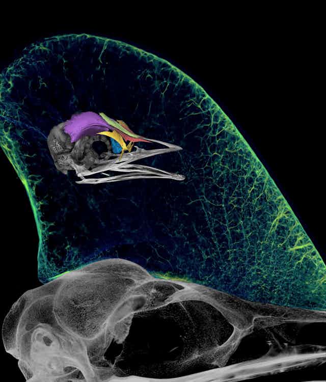 Micro-CT density rendering of an embryonic southern cassowary skull superimposed upon the cranial casque of an adult cassowary.