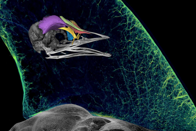 Micro-CT density rendering of an embryonic southern cassowary skull superimposed upon the cranial casque of an adult cassowary.