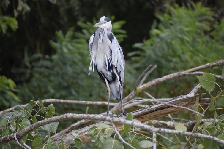 A grey heron sitting on a branch