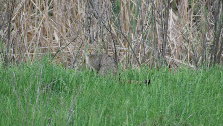 A European wildcat hiding in the grass