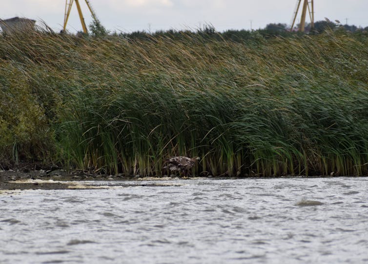 A white-tailed eagle, haliaeetus albicilla in front of some reeds and above water.