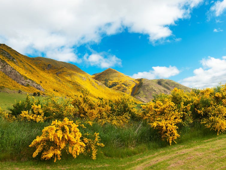 Gorse covering a hill in New Zealand.