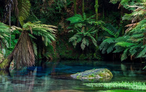 Why it's time to reconsider the ecological contribution of introduced species -- even in New Zealand
