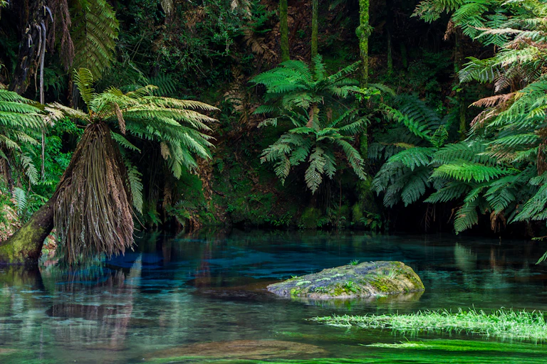 Spring and native vegetation in New Zealand
