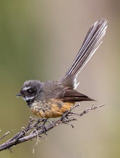 A fantail