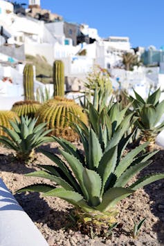 New world cacti and succulents in Greece.