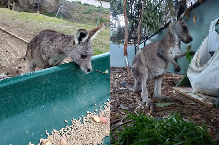 Young kangaroos being presented with two contrasting sets of food