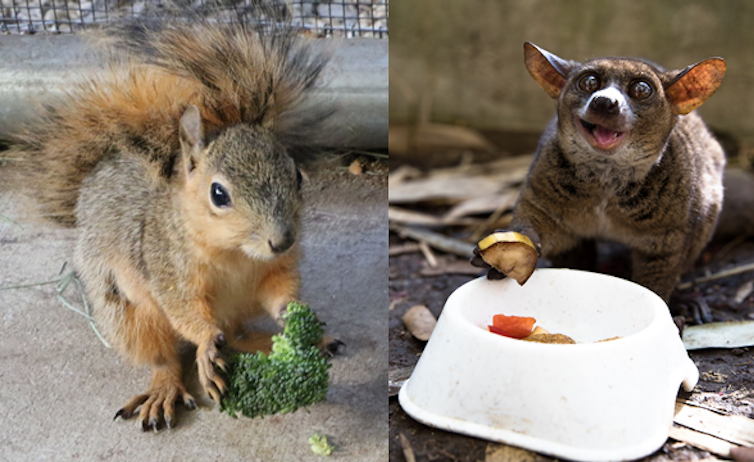Marsupials eating a range of foods