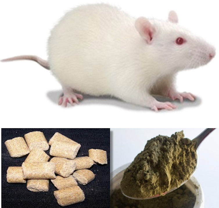 Rat with two different food options