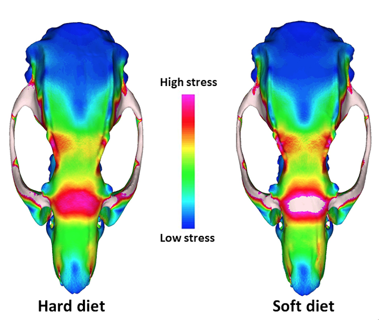 Digital bite models of rat skulls