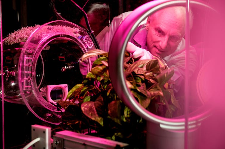 拉克纳站在一个设备后面，上面有一种叶子状的植物正在被用于测试。