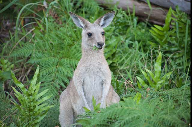 Kangaroo joey eating grass