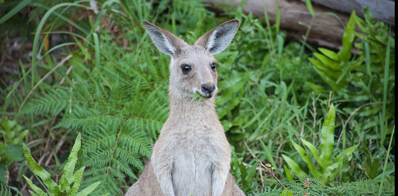 Harder foods make for stronger skulls, giving hand-reared animals the ...