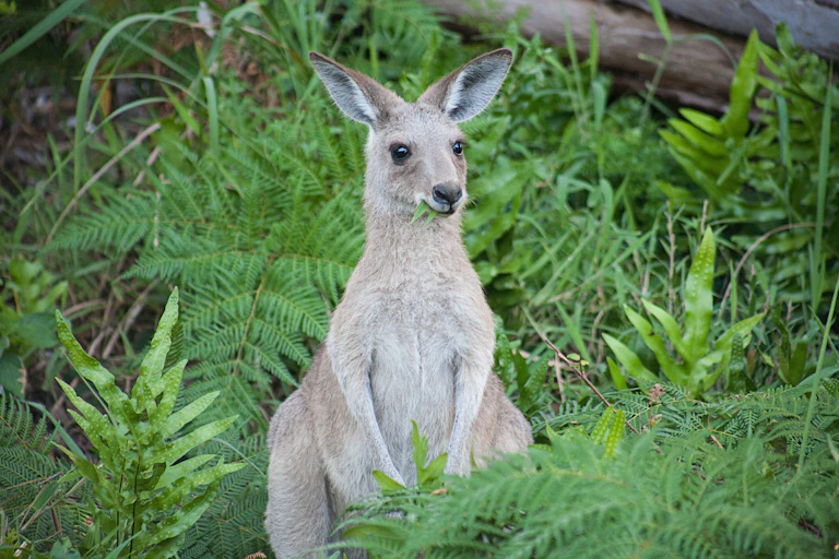 Kangaroo joey eating grass