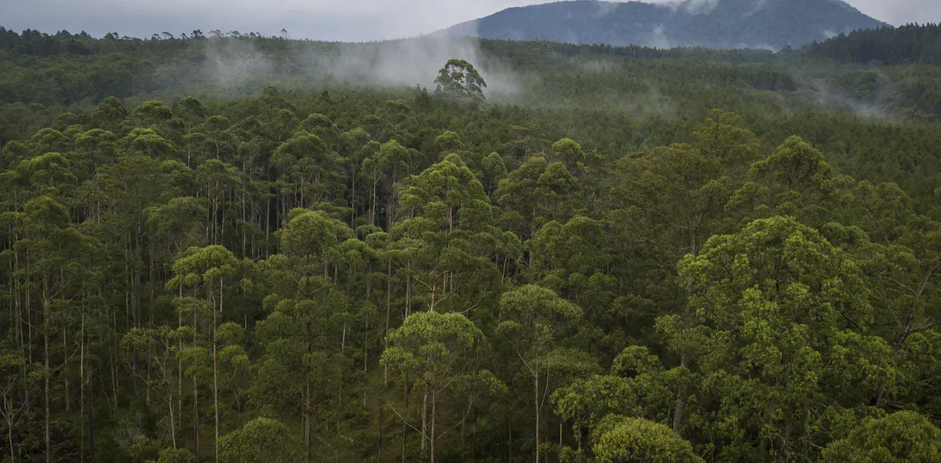 Indonesia can become a global player in the fight against climate ...
