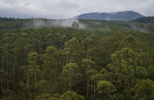 Indonesia can become a global player in the fight against climate change with these two solutions