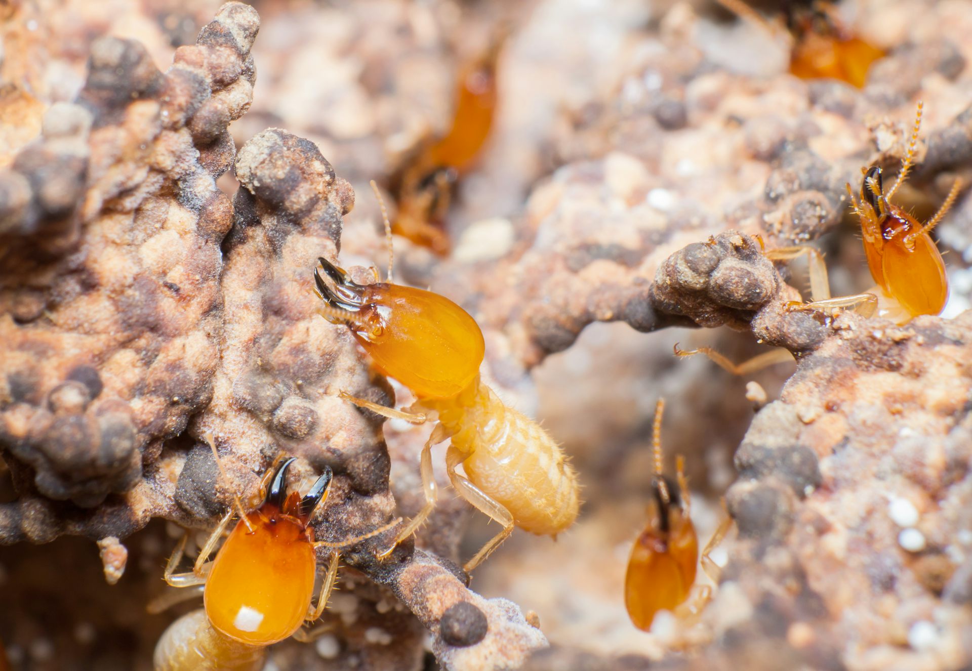 Thermal Termite Inspection