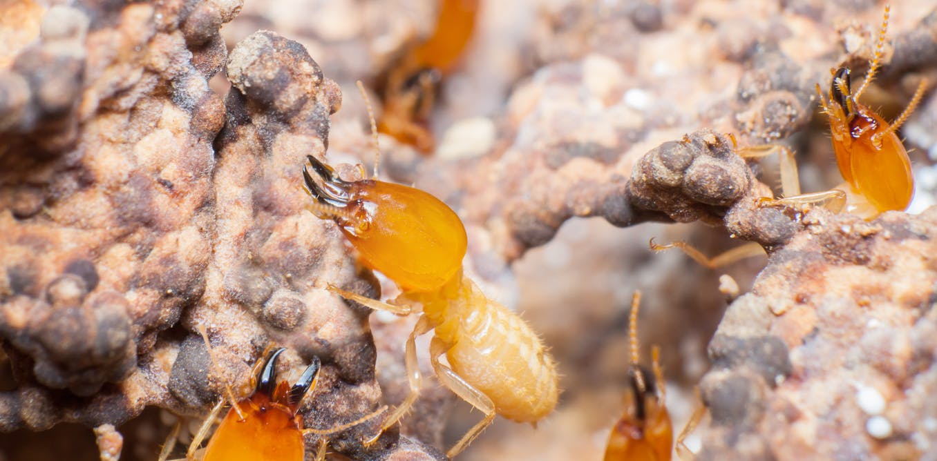 My formula for a tasty and nutritious Nigerian soup – with termites