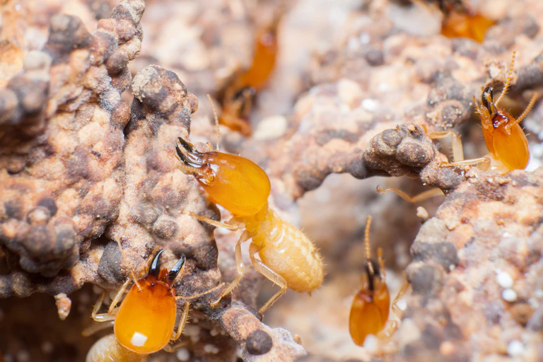 Closeup of insects
