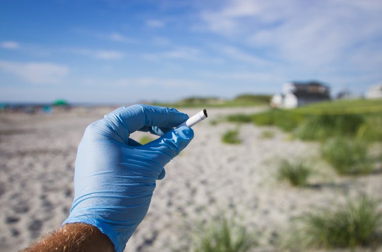 A hand in blue plastic gloves holds a cigarette butt on the beach