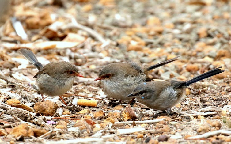 Three wrens around a cigarette butt