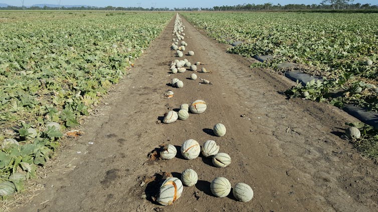 Employers like the way the Seasonal Worker Programme ties the visa holder to the sponsoring employer (typically a labour hire agency).