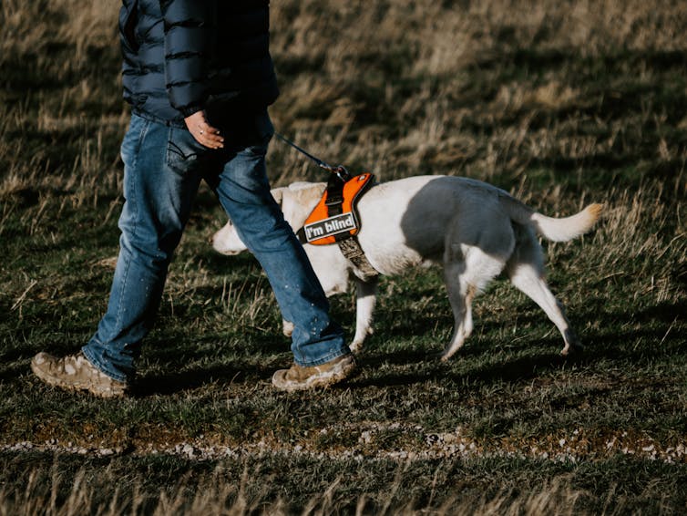 A blind man walks with a guide dog.