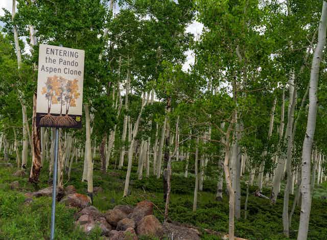 Aspen trees with signpost