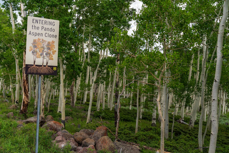 Aspen trees with signpost