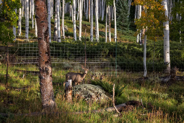Trois cerfs dans une forêt de trembles