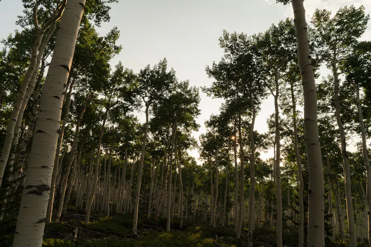 Arbres au coucher du soleil