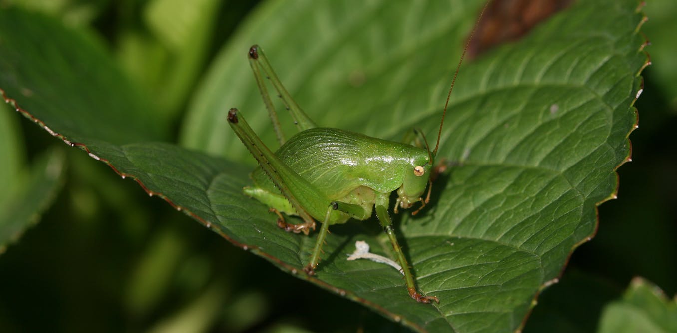 What bush crickets are telling researchers via their unique calls