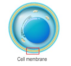 Diagram of cell with red box locating the cell membrane.