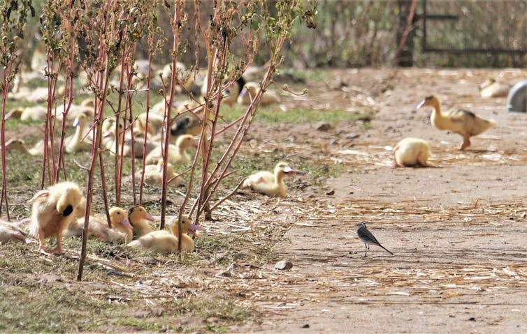 ducks outside