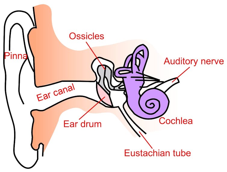 A diagram of a human ear.