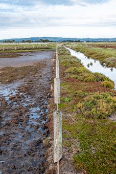 Salt marsh with fence down the middle