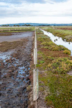 Salt marsh with fence down the middle