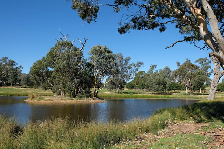 verdant farm dam with vegetation