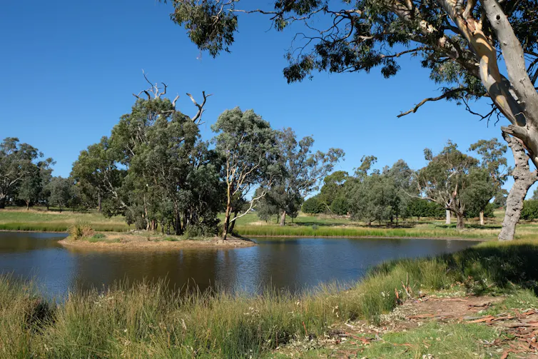 verdant farm dam with vegetation