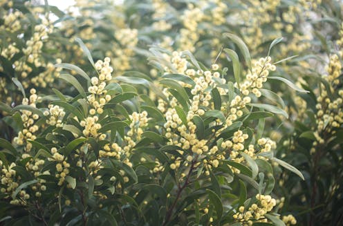 Get to know blackwood better: a magnificent timber and a tough, towering wattle that can survive landslides