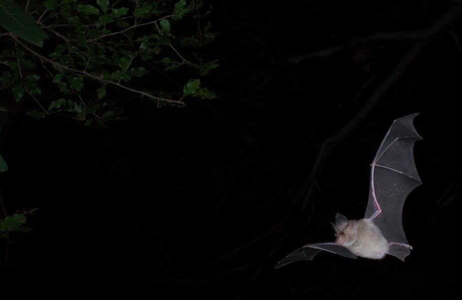 A grey bat with its black wings spread wide is pictured in full flight against the night sky
